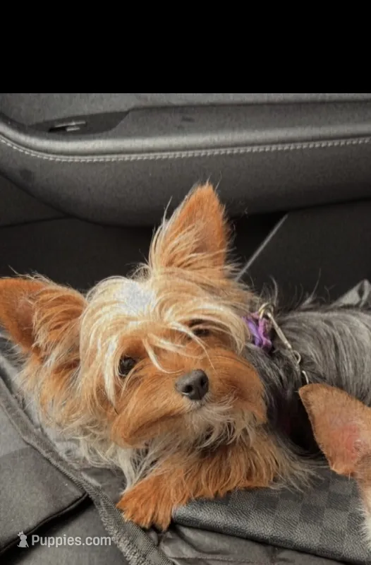 Bella – Yorkshire Terrier puppy for sale in Bellingham, WA