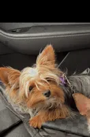 Bella, a female Yorkshire Terrier for sale in Bellingham, WA – 1 of 2