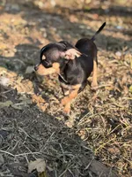 Coco, a female Chihuahua for sale in Bellingham, WA – 7 of 7