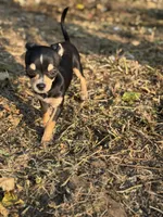 Coco, a female Chihuahua for sale in Bellingham, WA – 6 of 7