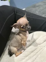Tiny Gucci Tcup size , a male Chihuahua for sale in Bellingham, WA – 9 of 10