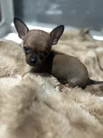 REYNA TINY BABY, a female Chihuahua for sale in Bellingham, WA – 9 of 9