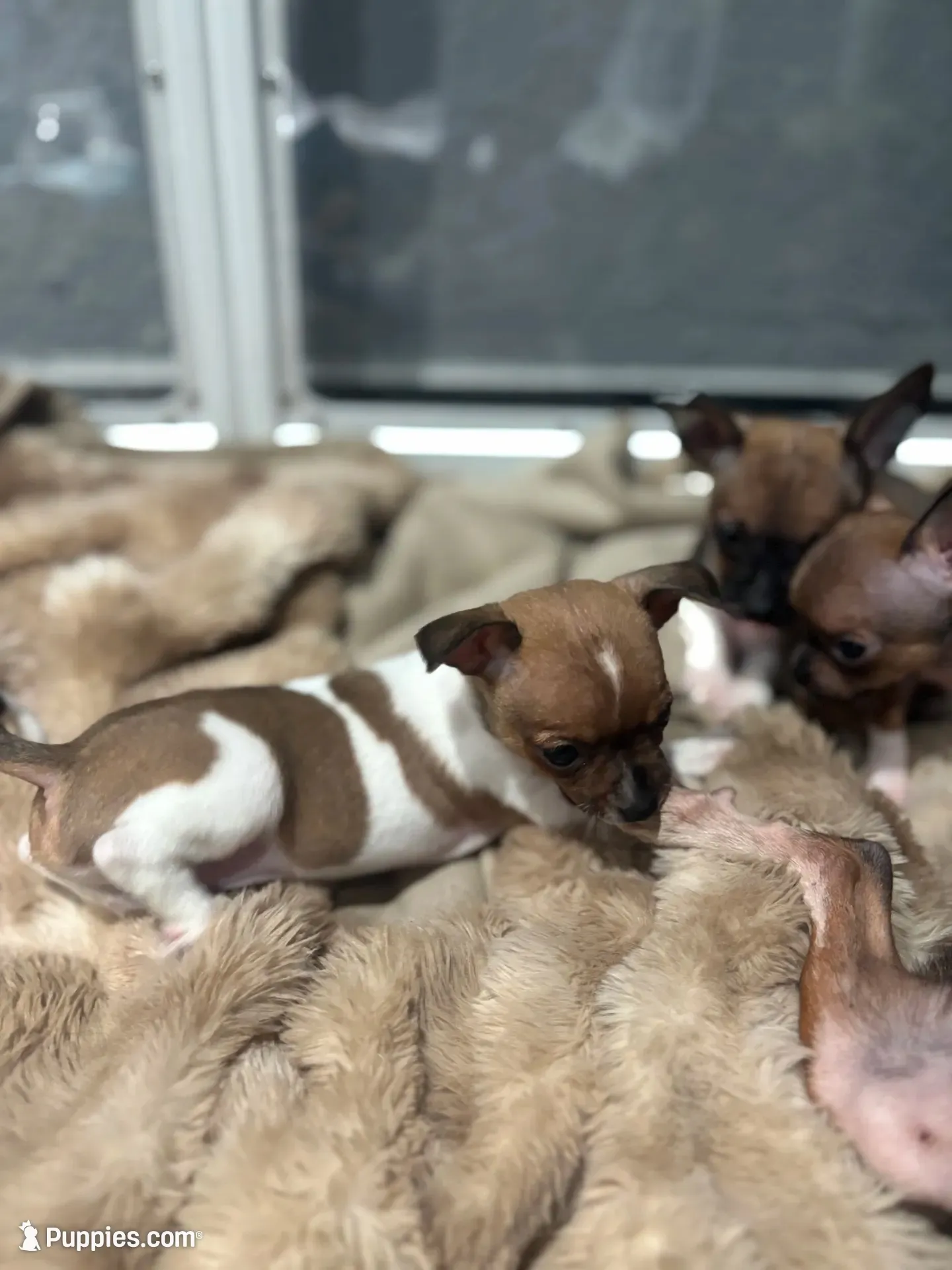 Versace, a male Chihuahua for sale in Bellingham, WA – 5 of 8