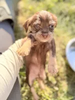 Chocolate Male, a male Chihuahua and Yorkshire Terrier for sale in Bellingham, WA – 5 of 6