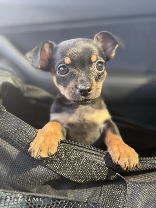 Mini Taco – Chihuahua puppy for sale in Bellingham, WA