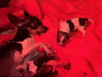 Male Tri 1, a male Chihuahua for sale in Bellingham, WA – Photo 4 of 9