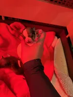 Male Tri 1, a male Chihuahua for sale in Bellingham, WA – Photo 3 of 9