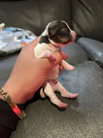 Male Tri 1, a male Chihuahua for sale in Bellingham, WA – Photo 5 of 9