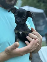 Black and tan , a male Chihuahua and Yorkshire Terrier for sale in Bellingham, WA – 8 of 8
