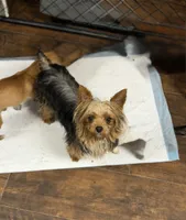 Bella, a female Yorkshire Terrier for sale in Bellingham, WA – 8 of 8