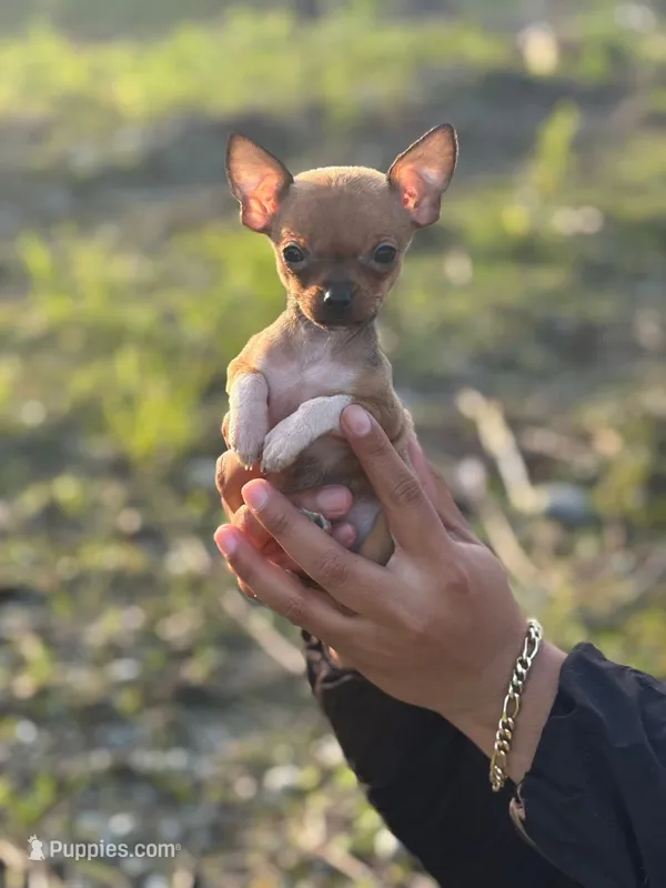 REYNA TINY BABY itty bitty TEACUP SIZE – Chihuahua puppy for sale in Bellingham, WA
