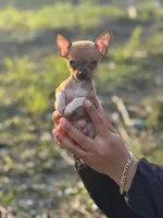 REYNA TINY BABY itty bitty TEACUP SIZE, a female Chihuahua for sale in Bellingham, WA – 1 of 6