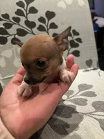 Partí Sable tiny male!, a male Chihuahua for sale in Bellingham, WA – Photo 4 of 10