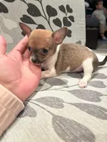 Partí Sable tiny male!, a male Chihuahua for sale in Bellingham, WA – Photo 9 of 10