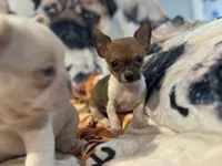 Partí Sable tiny male!, a male Chihuahua for sale in Bellingham, WA – Photo 1 of 10