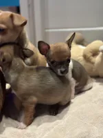 Partí Sable tiny male!, a male Chihuahua for sale in Bellingham, WA – Photo 8 of 10