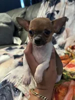 Partí Sable tiny male!, a male Chihuahua for sale in Bellingham, WA – Photo 6 of 10