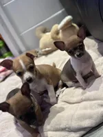 Partí Sable tiny male!, a male Chihuahua for sale in Bellingham, WA – Photo 2 of 10