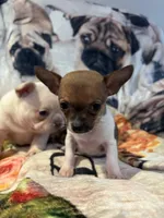 Partí Sable tiny male!, a male Chihuahua for sale in Bellingham, WA – Photo 5 of 10