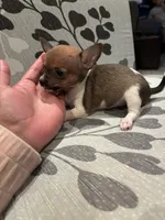 Partí Sable tiny male!, a male Chihuahua for sale in Bellingham, WA – Photo 10 of 10
