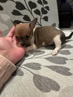 Partí Sable tiny male!, a male Chihuahua for sale in Bellingham, WA – Photo 3 of 10