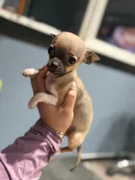 Tiny Gucci Tcup size , a male Chihuahua for sale in Bellingham, WA – 2 of 10