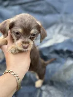 Chocolate Male, a male Chihuahua and Yorkshire Terrier for sale in Bellingham, WA – 9 of 10
