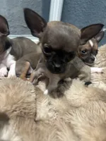 Tiny! Gucci, a male Chihuahua for sale in Bellingham, WA – 6 of 6