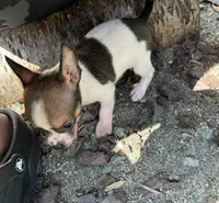 Male Tri 1, a male Chihuahua for sale in Bellingham, WA – Photo 1 of 9