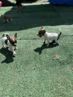 Male Tri 1, a male Chihuahua for sale in Bellingham, WA – Photo 9 of 9