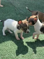 Male Tri 1, a male Chihuahua for sale in Bellingham, WA – Photo 6 of 9