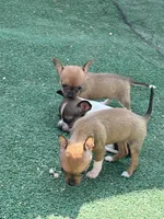 Sable Tiny Female T-cup size, a female Chihuahua for sale in Bellingham, WA – Photo 3 of 9