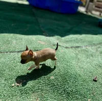 Sable Tiny Female T-cup size, a female Chihuahua for sale in Bellingham, WA – Photo 8 of 9