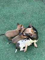 Sable Tiny Female T-cup size, a female Chihuahua for sale in Bellingham, WA – Photo 4 of 9