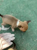 Sable Tiny Female T-cup size, a female Chihuahua for sale in Bellingham, WA – Photo 1 of 9