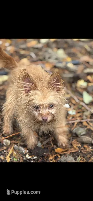 Male 🥰 Pom Yorkie