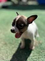 White Tri Male T-Cup size, a male Chihuahua for sale in Bellingham, WA – Photo 1 of 9