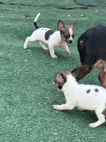 White Tri Male T-Cup size, a male Chihuahua for sale in Bellingham, WA – Photo 2 of 9