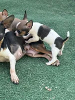 White Tri Male T-Cup size, a male Chihuahua for sale in Bellingham, WA – Photo 3 of 9