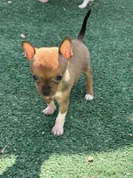 Tiny Fawn  T-Cup SIZE, a female Chihuahua for sale in Bellingham, WA – Photo 8 of 10