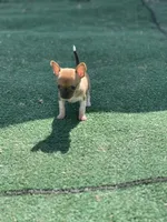 Tiny Fawn  T-Cup SIZE, a female Chihuahua for sale in Bellingham, WA – Photo 9 of 10