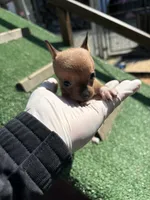 Tiny Fawn  T-Cup SIZE, a female Chihuahua for sale in Bellingham, WA – Photo 6 of 10