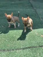 Tiny Fawn  T-Cup SIZE, a female Chihuahua for sale in Bellingham, WA – Photo 10 of 10