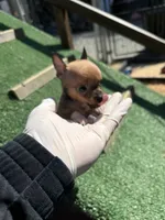 Tiny Fawn  T-Cup SIZE, a female Chihuahua for sale in Bellingham, WA – Photo 7 of 10