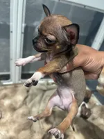 REYNA TINY BABY, a female Chihuahua for sale in Bellingham, WA – 5 of 9