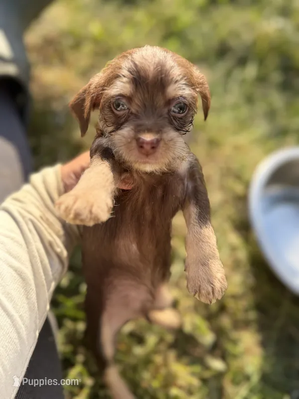Chocolate Male – Chihuahua, Yorkshire Terrier puppy for sale in Bellingham, WA