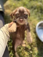 Chocolate Male, a male Chihuahua and Yorkshire Terrier for sale in Bellingham, WA – 1 of 6