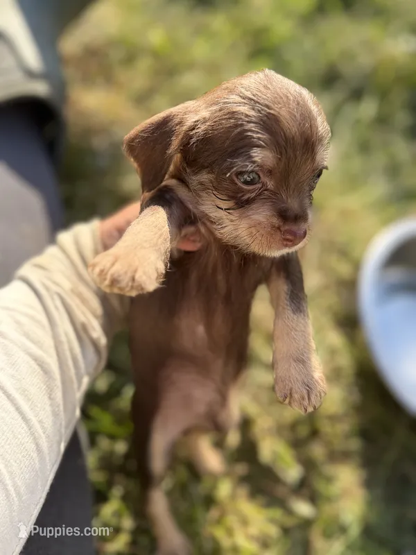 Chocolate Male – Chihuahua, Yorkshire Terrier puppy for sale in Bellingham, WA