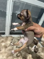 REYNA TINY BABY, a female Chihuahua for sale in Bellingham, WA – 2 of 9