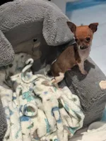 Tiny teacup Male Chihuahua, a male Chihuahua for sale in Bellingham, WA – Photo 4 of 5